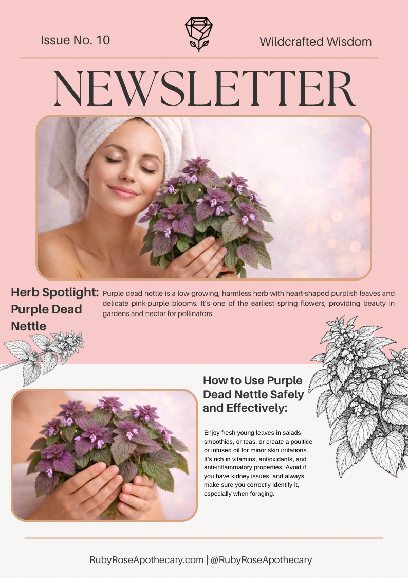 Herb of The Month-March: Purple Dead Nettle