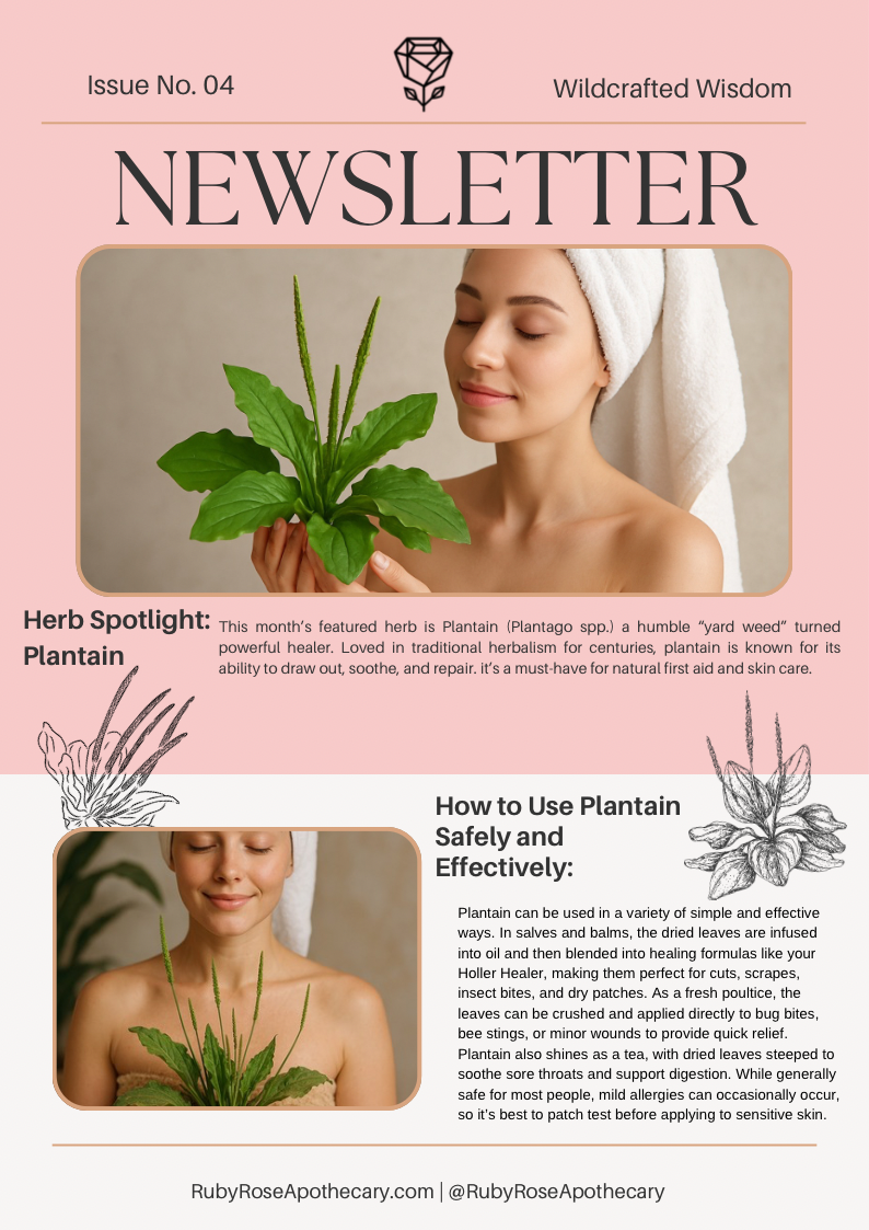 Herb of the Month - September: Plantain